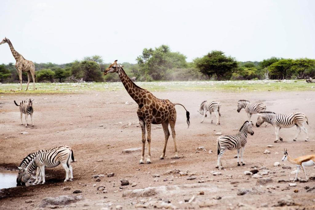 Etosha Safari Camp, Etosha National Park, Namibia Outjo Exterior foto